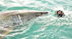 SGP Credit - Personal Loan With Low Interest Rate | Great White Shark breaching sea surface to catch meat lure and seal decoy.